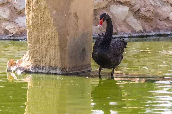 A black swan stands in a pond near a bridge support. The black swan (Cygnus atratus) is a large waterbird, lives in the wetlands, lakes, swamps and rivers of Australia.