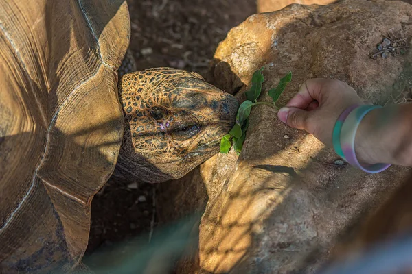 Menina Alimenta Uma Grande Tartaruga Elefante Chelonoidis Elephantopus Com Ramo — Fotografia de Stock