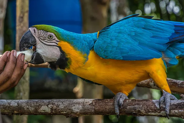 Ein Mann Füttert Einen Großen Bunten Ara Papagei Mit Semmelbröseln lizenzfreie Stockbilder