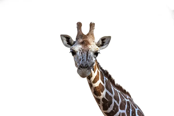 Einzelporträt Der Angolanischen Namibischen Giraffe Giraffa Angolensis Die Wäldern Savannen lizenzfreie Stockfotos