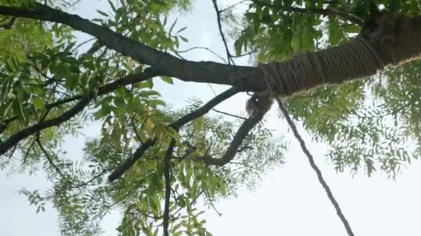 Una rama de árbol verde de abajo hacia arriba envuelto con una agonía de los columpios — Vídeo de stock