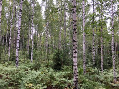 Finlandiya 'da huş ağacı