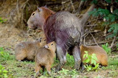 Capybara (Hydrochoerus hydrochaeris) Pampas del Yacuma, Bolivya 'da beslenen üç bebek.