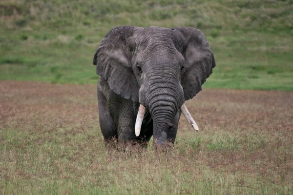 Closeup portrait of wild elephant (Loxodonta africana) walking among purple flowers in Ngorongoro Crater, Tanzania.