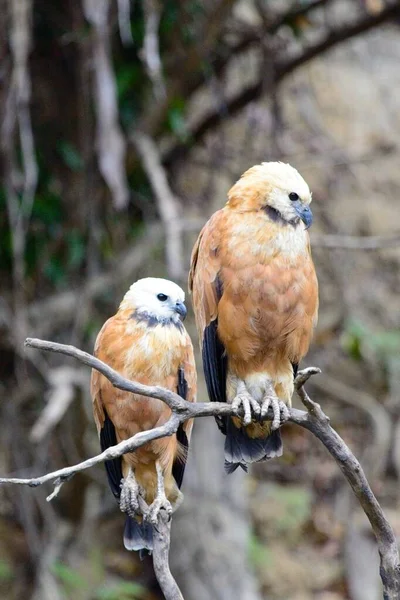 Closeup of two bird of prey Black-collared Hawks (Busarellus nigricollis) in Pampas del Yacuma, Bolivia.