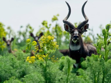 Etiyopya 'daki Bale Dağları Ulusal Parkı' ndaki bitki örtüsü arasında saklanan bir Nyala Dağı 'nın (Tragelaphus buxtonni) yakınlaşması.