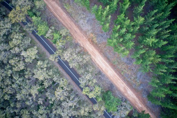 Drone field of view of pine forest and road patterns in nature in Mullalyup State Forest, Western Australia.