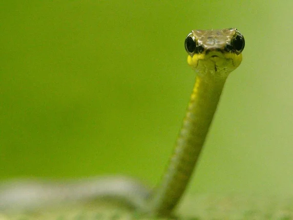 Bukit Lawang, Sumatra 'da Bronzeback Ağaç Yılanı' nın (Dendrelaphis tristis) kafasının yakın plan Macro çekimi.