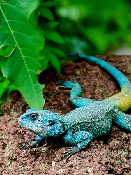 Κλείσιμο Πολύχρωμου Rainbow Agama Agama Agama Στη Λίμνη Hawassa Αιθιοπία — Φωτογραφία Αρχείου