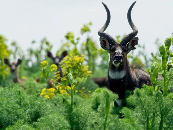 Etiyopya 'daki Bale Dağları Ulusal Parkı' ndaki bitki örtüsü arasında saklanan bir Nyala Dağı 'nın (Tragelaphus buxtonni) yakınlaşması.