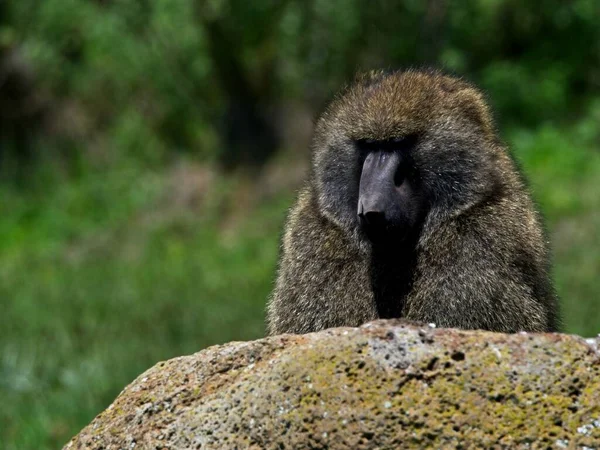 Perto Babuíno Oliva Papio Anubis Escondido Atrás Uma Rocha Parque — Fotografia de Stock