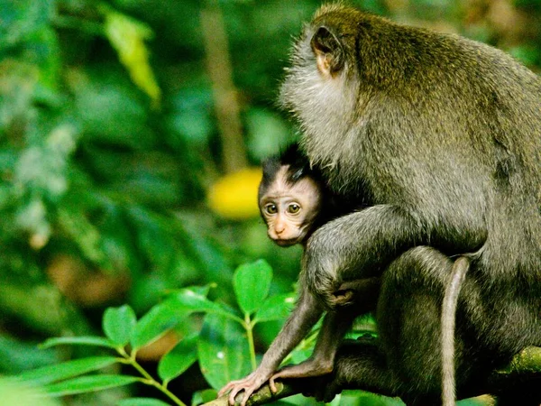 Endonezya 'nın Ubud kentinde bebekli şirin, uzun kuyruklu Macaque (Macaca fascicularis) çekimleri.