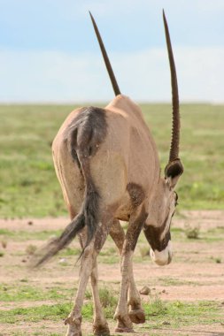 Etosha Ulusal Parkı, Namibya 'da Gemsbok' un (Oryx gazella) yakın plan portresi.