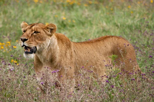 Retrato Close Caça Leões Selvagens Panthera Leo Cratera Ngorongoro Tanzânia — Fotografia de Stock