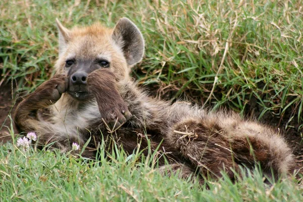 Nahaufnahme Porträt Der Jungen Fleckhyäne Crocuta Crocuta Mit Pfoten Die — Stockfoto