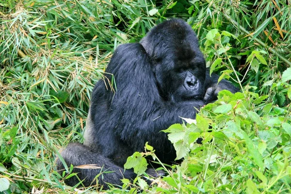 Retrato Primer Plano Del Gorila Montaña Peligro Extinción Gorilla Beringei — Foto de Stock