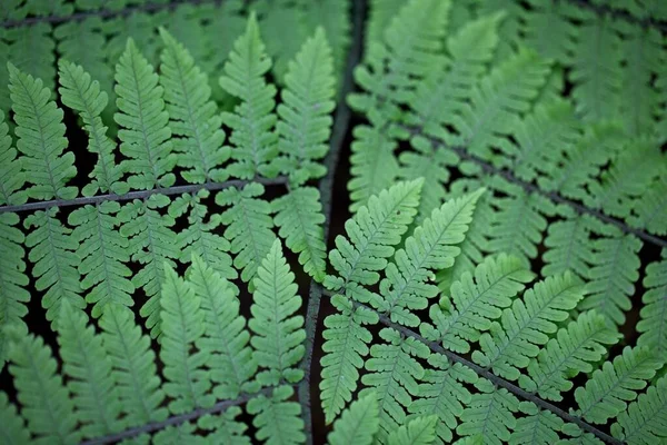 Makro Strzał Symetrii Roślinach Przyrodzie Santa Elena Cloud Forest Reserve — Zdjęcie stockowe