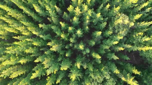 Çam Ormanlarının Doğadaki Hava Manzarası Balingup Batı Avustralya — Stok video