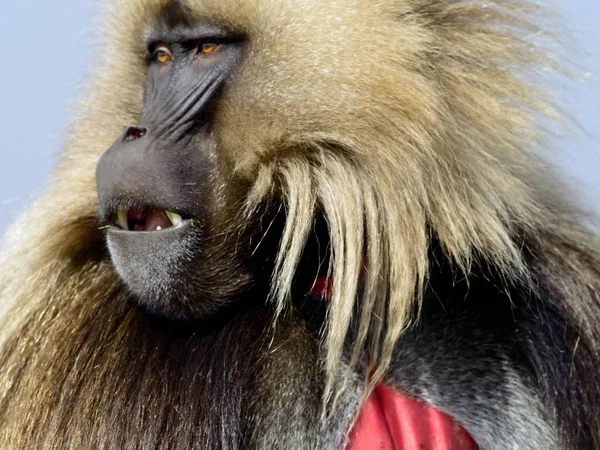 Portrait Gros Plan Singe Gélada Theropithecus Gelada Montrant Des Dents — Photo