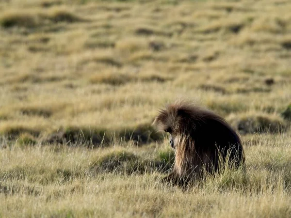 埃塞俄比亚塞米安山脉的Gelada Monkey Theropithecus Gelada 草丛中放牧 — 图库照片