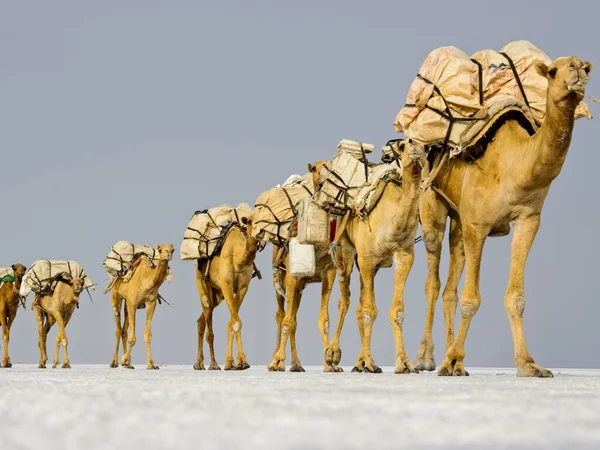 Long Camel Caravan Transporting Salt Ass Ale Salt Lake Ethiopia — Foto Stock