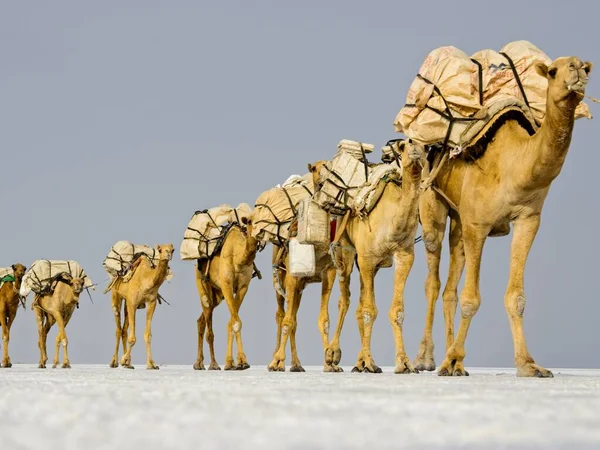 Long Camel Caravan Transporting Salt Ass Ale Salt Lake Ethiopia — 스톡 사진