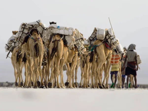 Groundview Closeup Camel Caravan Transporting Salt Ass Ale Salt Lake — Zdjęcie stockowe