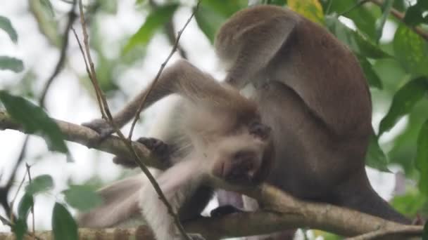 Hosszúfarkú Makákók Macaca Fasicularis Közelsége Bukit Lawang Szumátra Indonézia — Stock videók