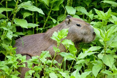 Capybara 'nın (Hydrochoerus hydrochaeris) yeşil ormanda saklanan Pampas del Yacuma, Bolivya.