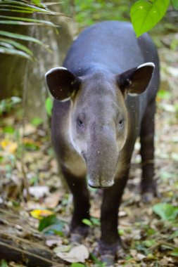 Closeup portrait of wild Baird's Tapir (Tapirus bairdii) walking in Corcovado National Park, Panama. clipart