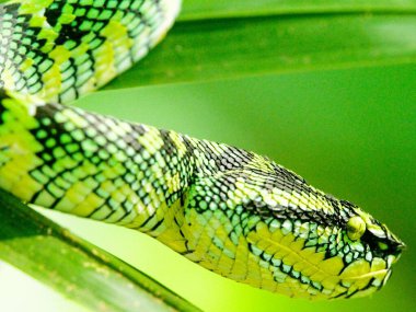 Ağaç Sumatra, Endonezya 'da tehlikeli Yeşil Sumatran Çukur Yılanı' na (Trimeresurus sumatranus) yakın çekim.