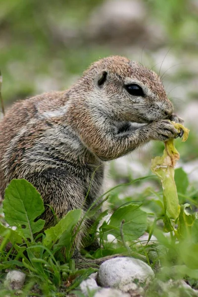 Closeup portrait of Cape Ground Squirrel (Xerus inauris) feeding Etosha National Park Namibia