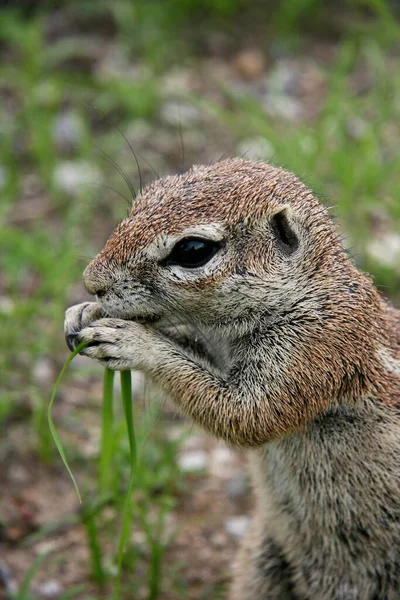 Etosha Ulusal Parkı, Namibya 'da beslenen Cape Ground Squirrel' in (Xerus inauris) yakın plan portresi.