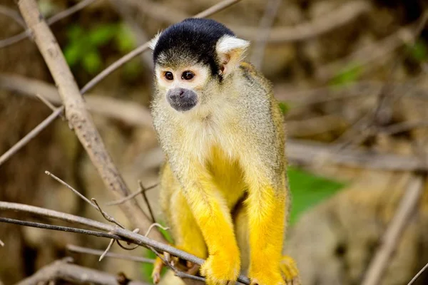Golden Squirrel Monkey Saimiri Sciureus Sentado Filial Pampas Del Yacuma — Fotografia de Stock