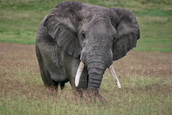 Ngorongoro Krateri Tanzanya Kameraya Bakan Vahşi Fil Portresi Loxodonta Africana — Stok fotoğraf