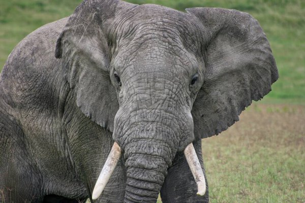 Closeup of portrait of wild elephant (Loxodonta africana) staring into camera in Ngorongoro Crater, Tanzania.