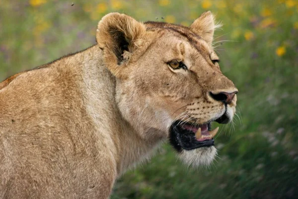Ngorongoro Krateri, Tanzanya 'da dişlerini gösteren vahşi aslanın (Panthera leo) yakın plan portresi.