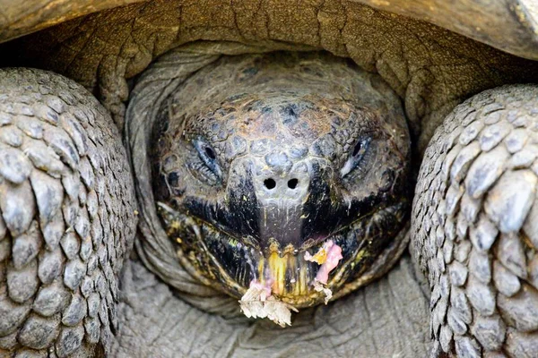 Extrémní Zblízka Galapágy Želva Chelonoidis Nigra Jíst Ovoce Galapágy Ekvádor — Stock fotografie