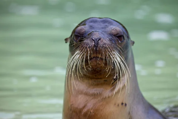 Głowa Bliska Portrecie Galapagos Futer Seal Arctocephalus Galapagoensis Galapagos Islands — Zdjęcie stockowe