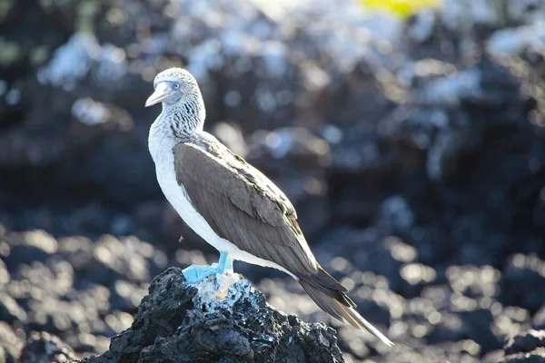 Bottes Pieds Bleus Sula Nebouxii Debout Sur Les Îles Galapagos — Photo