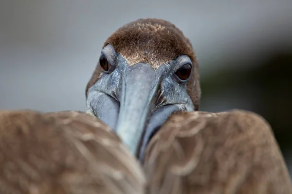 Galapagos Adaları 'ndaki Galapagos Kahverengi Pelikan' ın (Pelecanus occidentalis idrar sökücü) yakın çekimine yönel