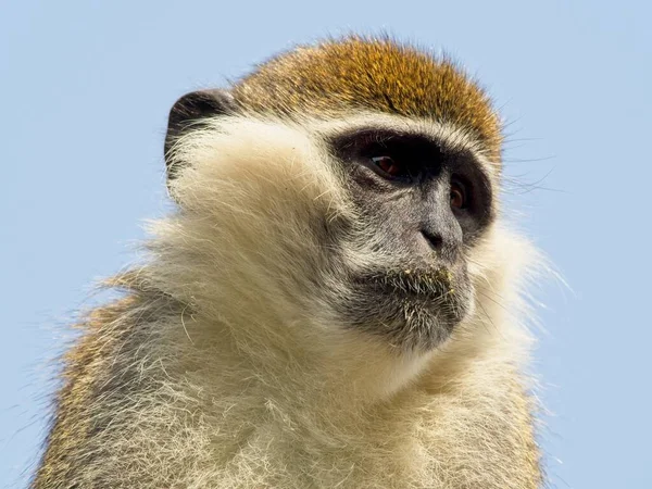 Retrato Cerca Mono Vervet Chlorocebus Pygerythrus Mirando Cielo Hawassa Etiopía —  Fotos de Stock