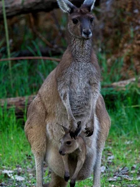 캥거루 Macropus Fuliginosus 웨스턴오스트레일리아주 주머니에 새끼를 데리고 — 스톡 사진