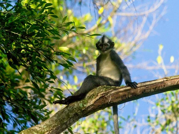 Thomas Leaf Monkey Presbytis Thomasi Assis Occasionnellement Dans Arbre Sumatra — Photo