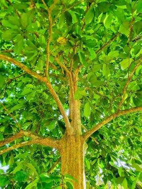 Güzel yeşil Hayat Ağacı Sumatra, Endonezya.