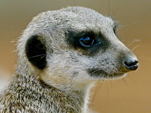 Close Retrato Meerkat Suricata Suricatta Cabeça Monarto Austrália Sul — Fotografia de Stock