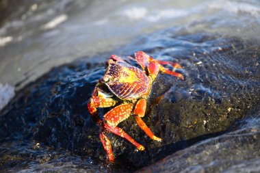 Büyük kırmızı bir Sally Lightfoot Yengeci 'nin (Greyfurt üzümü) Galapagos Adaları, Ekvador' da kayaların üzerinden tırmanışı.