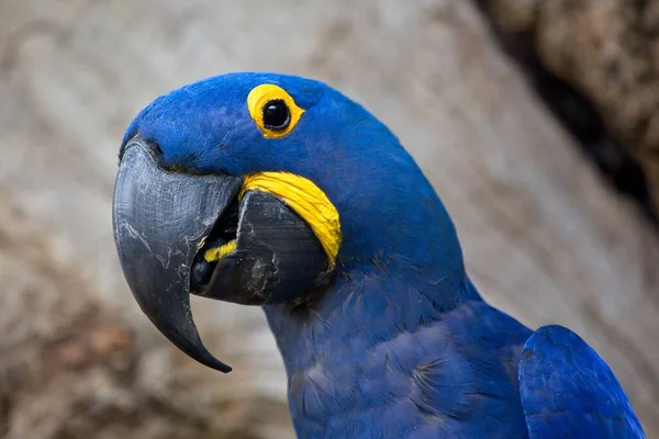 Closeup of blue Hyacinth macaw (Anodorhynchus hyacinthinus) in Transpantaneira, Pantanal, Brazil.