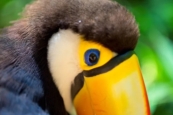 Retrato Primer Plano Cabeza Toucan Ramphastos Toco Foz Iguacu Brasil —  Fotos de Stock