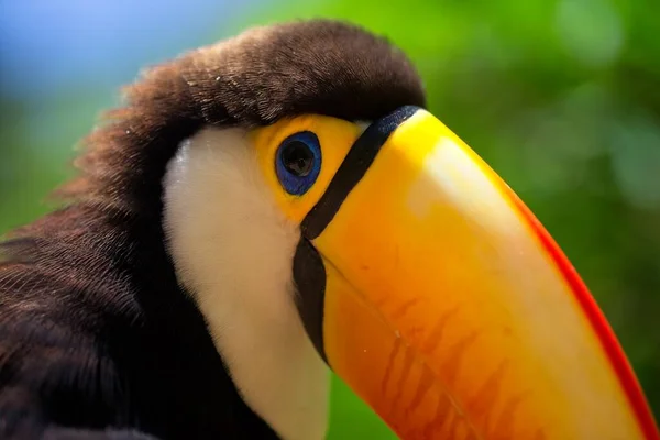 Retrato Primer Plano Toucan Ramphastos Toco Ojo Pico Foz Iguacu —  Fotos de Stock